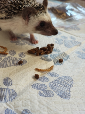 inbound5637968511961743445