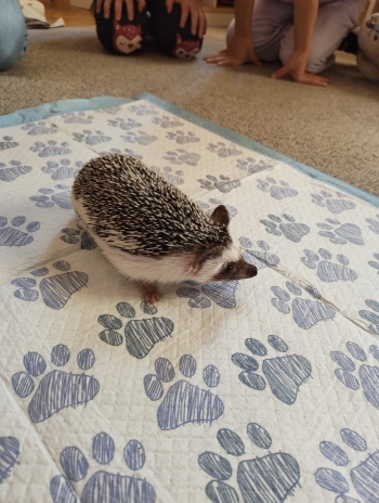 inbound1075959333650492985